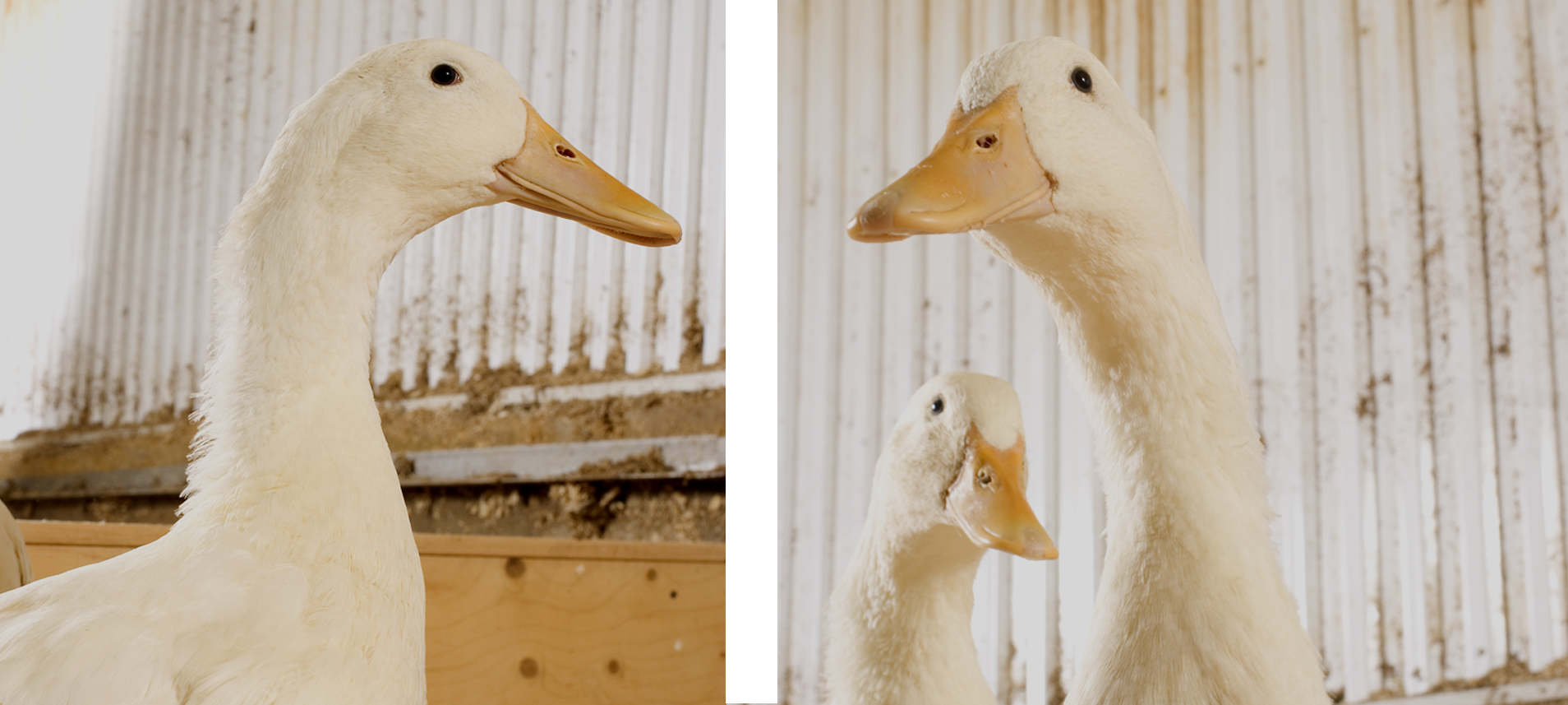 bien être animal des canard